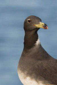 Sooty Gull (Ichthyaetus hemprichii)