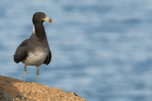 Sooty Gull (Ichthyaetus hemprichii)