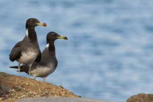 Sooty Gull (Ichthyaetus hemprichii)