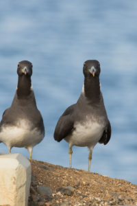 Sooty Gull (Ichthyaetus hemprichii)