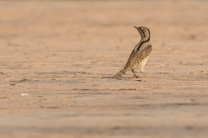 Eurasian Wryneck (Jynx torquilla)