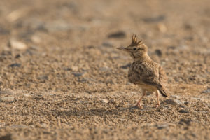 Crested Lark (Galerida cristata)