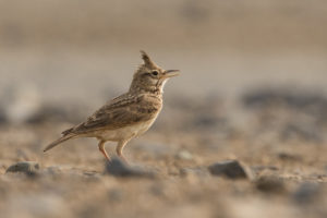 Crested Lark (Galerida cristata)