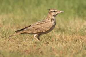 Crested Lark (Galerida cristata)