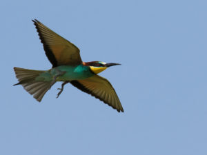 European Bee-eater (Merops apiaster)