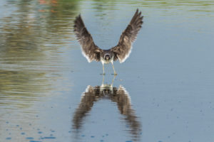 Sooty Gull (Ichthyaetus hemprichii)