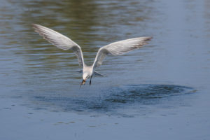 Gull-billed Tern (Gelochelidon nilotica)