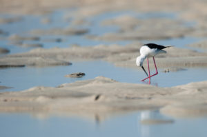 Black-winged Stilt (Himantopus himantopus)