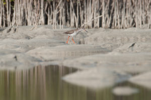 Common Redshank (Tringa totanus)