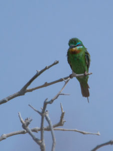 Blue-cheeked Bee-eater (Merops persicus)