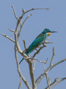 Blue-cheeked Bee-eater (Merops persicus)