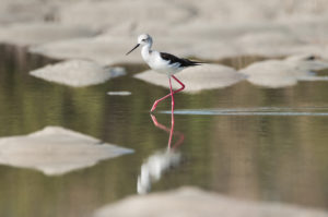 Black-winged Stilt (Himantopus himantopus)