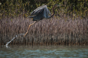 Purple Heron (Ardea purpurea)