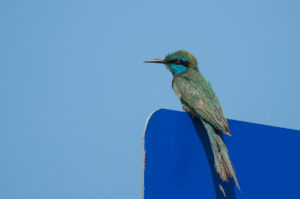 Green Bee-eater (Arabian) (Merops orientalis cyanophrys)