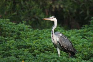 Gray Heron (Ardea cinerea)