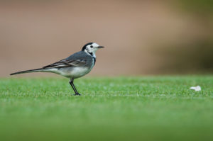 White Wagtail (White-faced) (Motacilla alba alba)