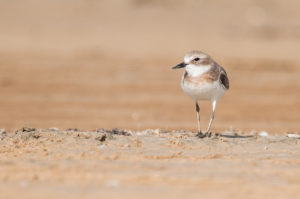 Greater Sand Plover (Charadrius leschenaultii)