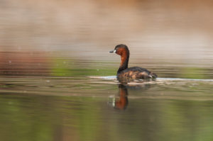 Little Grebe (Tachybaptus ruficollis)