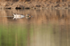 Northern Shoveler (Spatula clypeata)