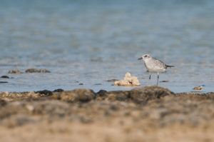 Black-bellied Plover (Pluvialis squatarola)