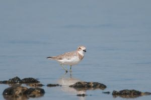 Greater Sand Plover (Charadrius leschenaultii)