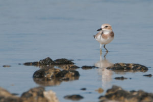 Greater Sand Plover (Charadrius leschenaultii)