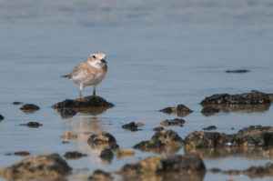 Greater Sand Plover (Charadrius leschenaultii)