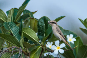 Isabelline Shrike (Lanius isabellinus)