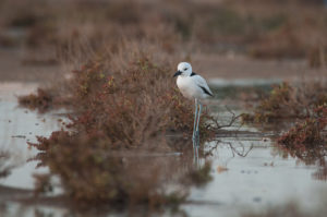 Crab-Plover (Dromas ardeola)