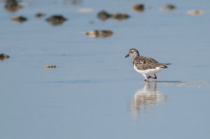 Ruddy Turnstone (Arenaria interpres)