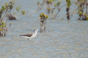 Common Greenshank (Tringa nebularia)