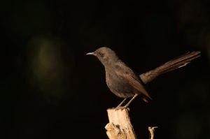 Black Scrub-Robin (Cercotrichas podobe)