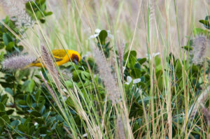 Ruppell’s Weaver (Ploceus galbula)