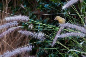 Ruppell’s Weaver (Ploceus galbula)