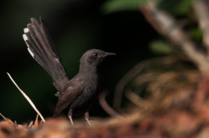 Black Scrub-Robin (Cercotrichas podobe)