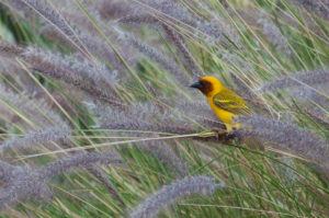 Ruppell’s Weaver (Ploceus galbula)