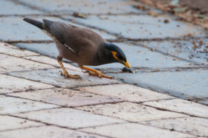 Common Myna (Acridotheres tristis)