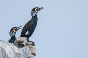 Great Cormorant (Eurasian) (Phalacrocorax carbo sinensis)