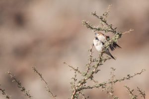 African Silverbill (Euodice cantans)