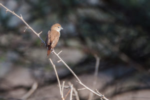 African Silverbill (Euodice cantans)