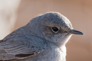 Blackstart (Oenanthe melanura)