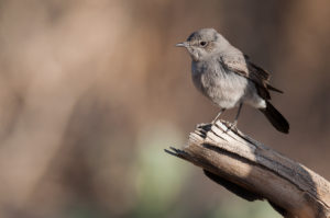 Blackstart (Oenanthe melanura)