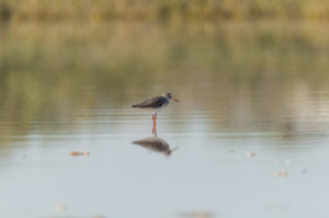 Common Redshank (Tringa totanus)