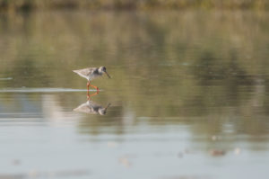 Common Redshank (Tringa totanus)