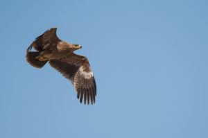 Steppe Eagle (Aquila nipalensis)