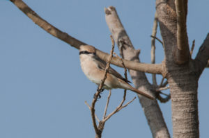 Red-tailed Shrike (Lanius phoenicuroides)