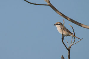 Red-tailed Shrike (Lanius phoenicuroides)