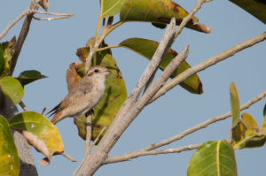 Isabelline Shrike (Lanius isabellinus)