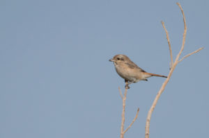 Isabelline Shrike (Lanius isabellinus)