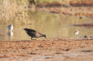 Common Moorhen (Gallinula chloropus)